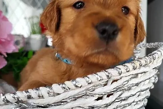 Golden retriever gotowe na nowy domek, Śląskie, Poręba