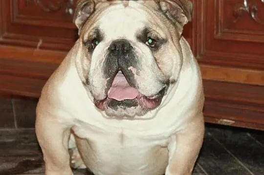BULDOG angielski - SUCZKI - hodowla z 20 letnim do