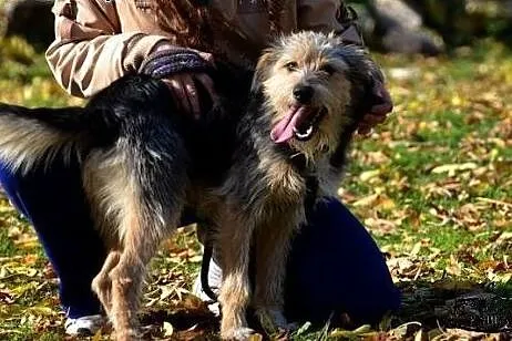 Bax młody kudłaty psiak potzrebuje domu!!! PILNIE,  śląskie Katowice