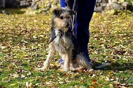 Bax młody kudłaty psiak potzrebuje domu!!! PILNIE,