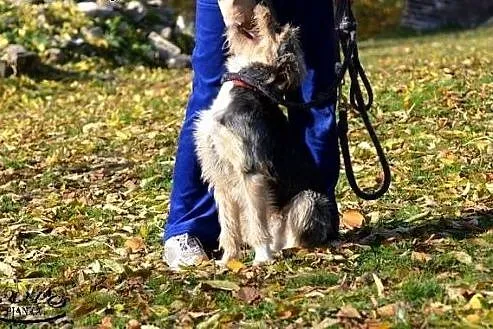 Bax młody kudłaty psiak potzrebuje domu!!! PILNIE,
