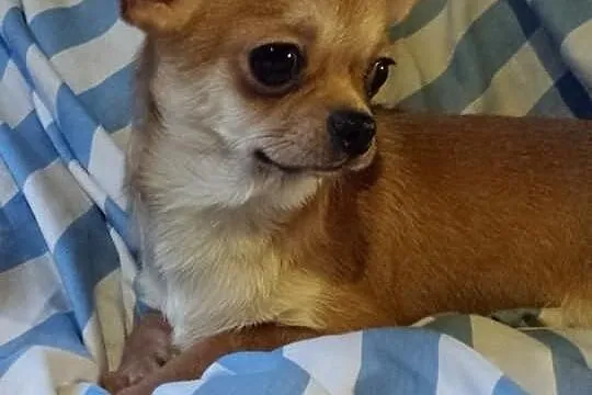 Chihuahua pieski z rodowodem FCI- 6 miesięcy slicz