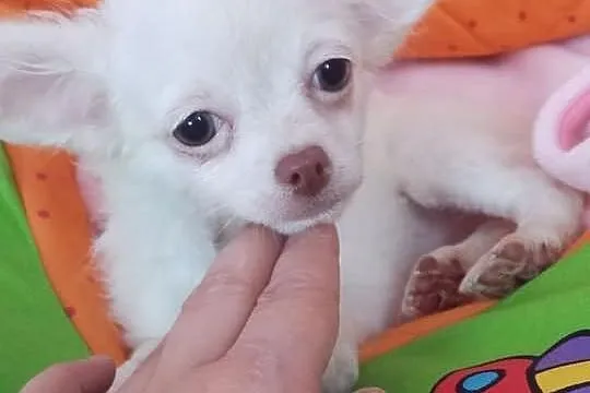 Chihuahua pieski z rodowodem FCI- 6 miesięcy slicz
