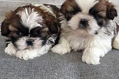 Shih Tzu suczki I piesek.