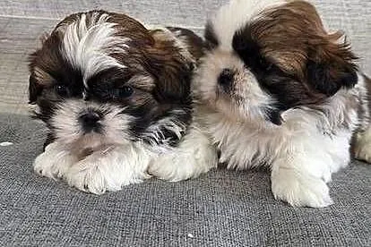 Shih Tzu suczki I piesek., Mazowieckie, Przysucha