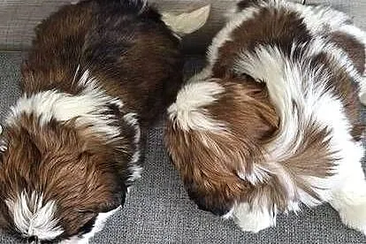 Shih Tzu suczki I piesek., Mazowieckie, Przysucha