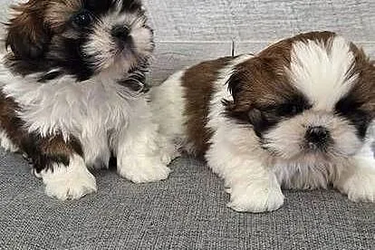 Shih Tzu suczki I piesek., Mazowieckie, Przysucha