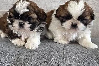 Shih Tzu suczki I piesek., Mazowieckie, Przysucha