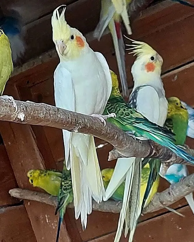Papugi nify, Lubuskie, Bogdaniec