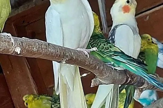Papugi nify, Lubuskie, Bogdaniec