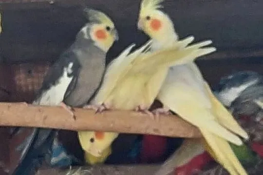 Papugi nify, Lubuskie, Bogdaniec