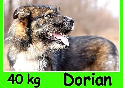 Owczarek pikardyjski mix ,40 kg,bystry, pozytywny
