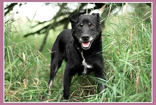 15 kg, pogodny,przyjacielski,kontaktowy piesek MADOX_Adopcja