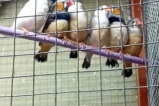 Samica  zielonoskrzydła dorosła, Mazowieckie, Siedlce