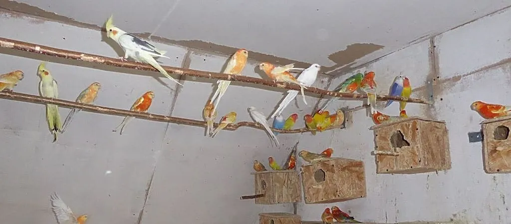 Sprzedam Świergoty oranże, , Kurzejewo