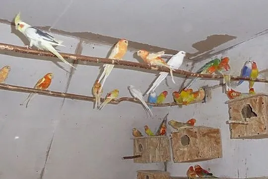 Sprzedam Świergoty oranże, , Kurzejewo