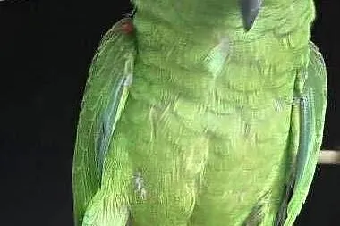 Amazonka żółtogłowa