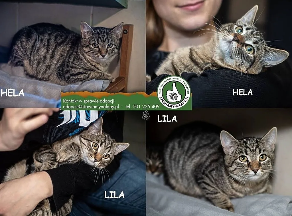 Lila i Hela czekaja na dom, Małopolskie, Kraków