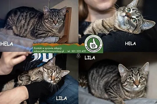 Lila i Hela czekaja na dom, Małopolskie, Kraków