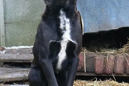 Pascal-15kg, czarny, łagodny, spokojny, nienachalny,  mazowieckie Warszawa, Mazowieckie, Warszawa