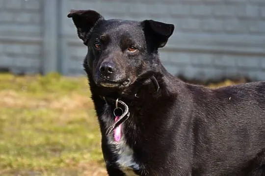 Pascal-15kg, czarny, łagodny, spokojny, nienachalny,  mazowieckie Warszawa, Mazowieckie, Warszawa