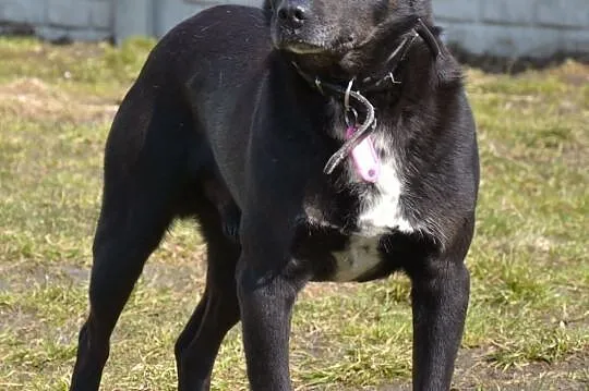 Pascal-15kg, czarny, łagodny, spokojny, nienachalny,  mazowieckie Warszawa, Mazowieckie, Warszawa