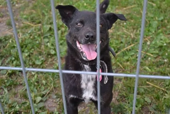 Pascal-15kg, czarny, łagodny, spokojny, nienachalny,  mazowieckie Warszawa, Mazowieckie, Warszawa