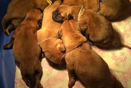 Dogue de Bordeaux Mastif Dog szczenięta rodowodowe, Iwonicz-Zdrój