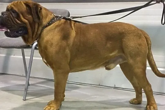 Dogue de Bordeaux Mastif Dog szczenięta rodowodowe, Iwonicz-Zdrój