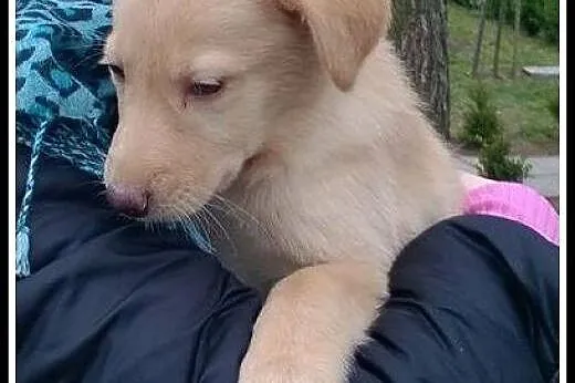 Ok 3 msc Abi czeka na kochający dom!,  mazowieckie
