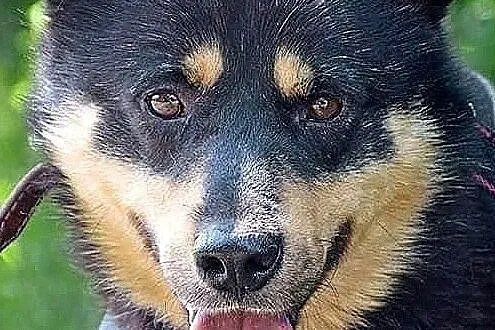 LUDWIK - przyjaciel dla czlowieka, ktory kocha Wolnosc i Aktywnosc :), Łódzkie, Piotrków Trybunalski