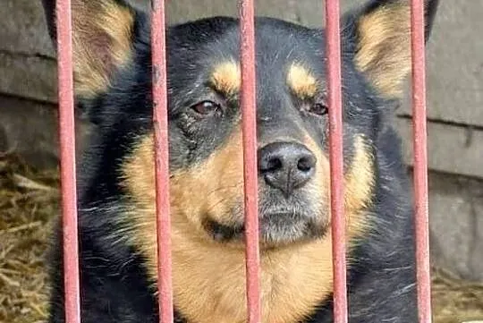 LUDWIK - przyjaciel dla czlowieka, ktory kocha Wolnosc i Aktywnosc :), Łódzkie, Piotrków Trybunalski