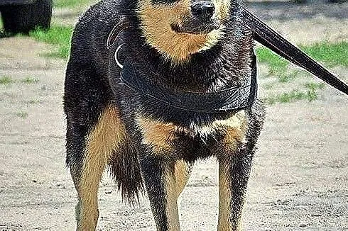 LUDWIK - przyjaciel dla czlowieka, ktory kocha Wolnosc i Aktywnosc :), Łódzkie, Piotrków Trybunalski
