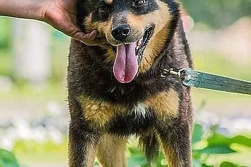 LUDWIK - przyjaciel dla czlowieka, ktory kocha Wolnosc i Aktywnosc :), Łódzkie, Piotrków Trybunalski