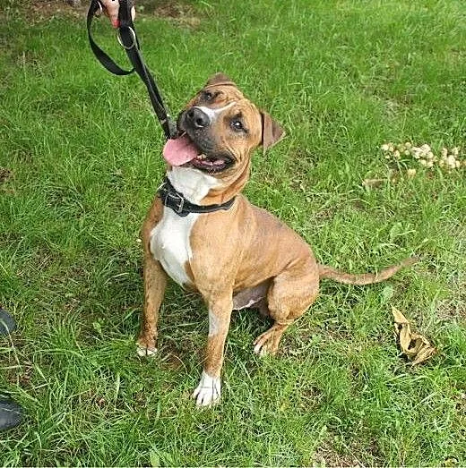 FERDEK mix amstaffa do adopcji POZNAŃ, wielkopols