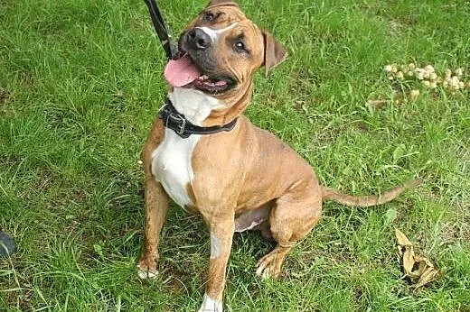 FERDEK mix amstaffa do adopcji POZNAŃ,  wielkopols