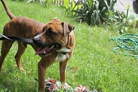 FERDEK mix amstaffa do adopcji POZNAŃ,  wielkopols