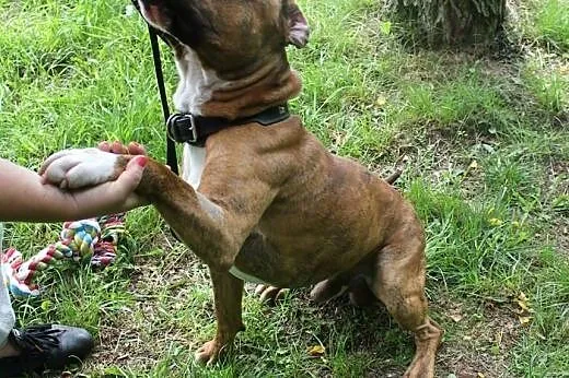 FERDEK mix amstaffa do adopcji POZNAŃ,  wielkopols