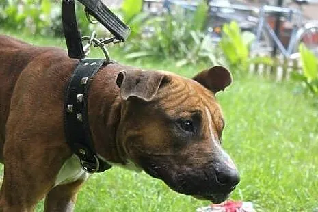 FERDEK mix amstaffa do adopcji POZNAŃ,  wielkopols