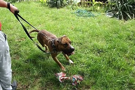 FERDEK mix amstaffa do adopcji POZNAŃ,  wielkopols