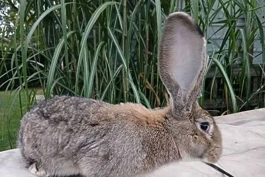 Samiec Rasy Belg Olbrzym, Podkarpackie, Kamień