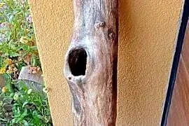 Naturalna kryjówka do terrarium dziupla