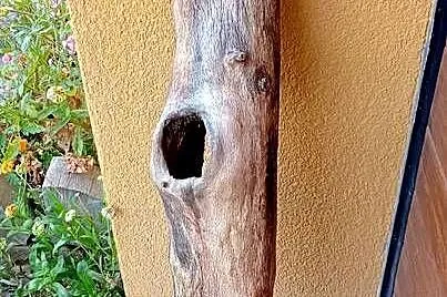 Naturalna kryjówka do terrarium dziupla