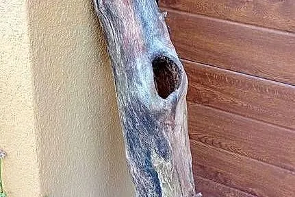 Naturalna kryjówka do terrarium dziupla, Wielkopolskie, Siekierki Małe