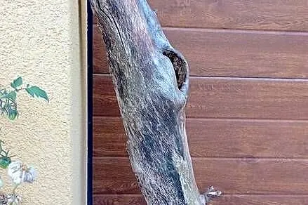 Naturalna kryjówka do terrarium dziupla, Wielkopolskie, Siekierki Małe