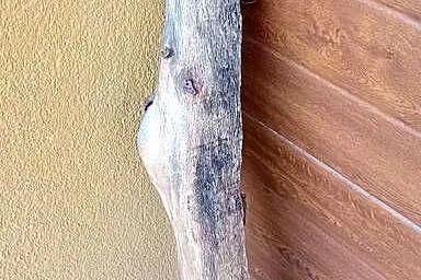 Naturalna kryjówka do terrarium dziupla, Wielkopolskie, Siekierki Małe