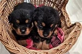 Rottwailer