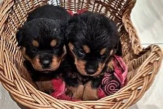 Rottwailer
