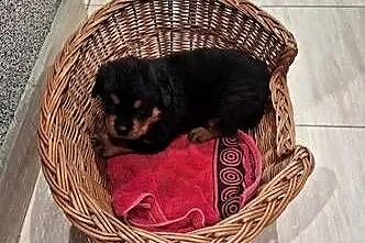 Rottwailer, Kujawsko-pomorskie, Radomin
