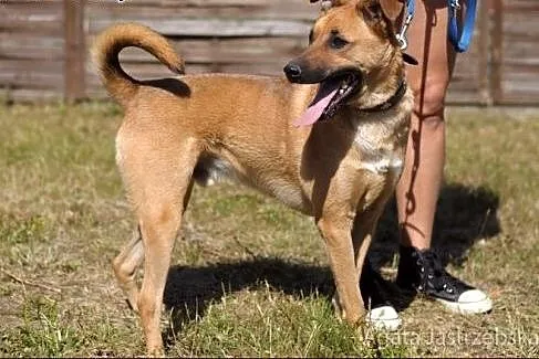 Pies Dingo :),  warmińsko-mazurskie Olsztyn